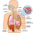 diagrama pulmonar