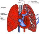 nuestros pulmones