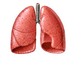 pulmones sanos